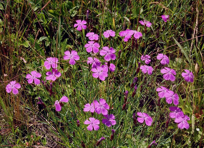 Изображение особи Dianthus versicolor.