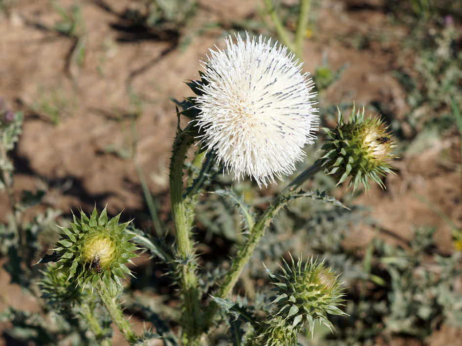 Image of Carduus nutans specimen.