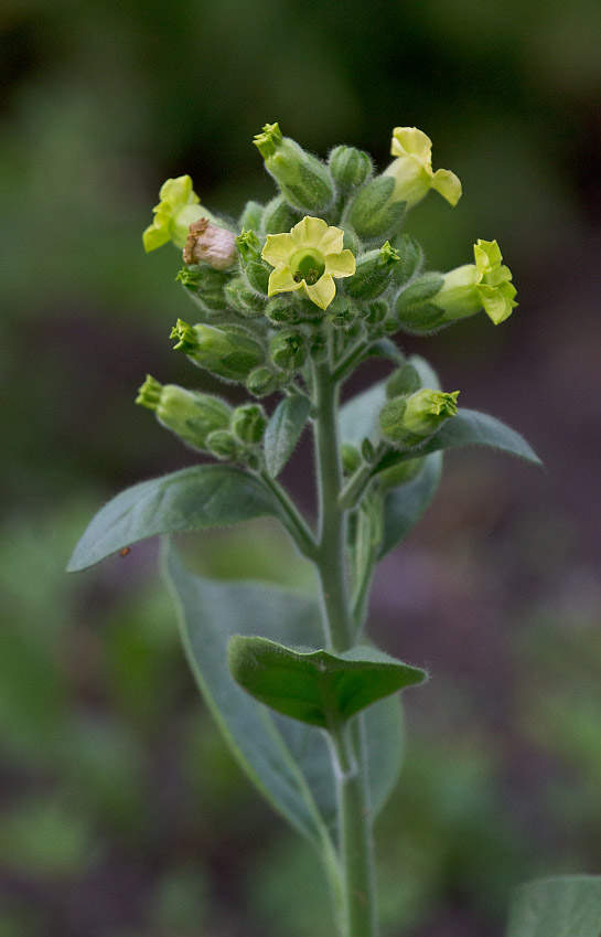 Изображение особи Nicotiana rustica.