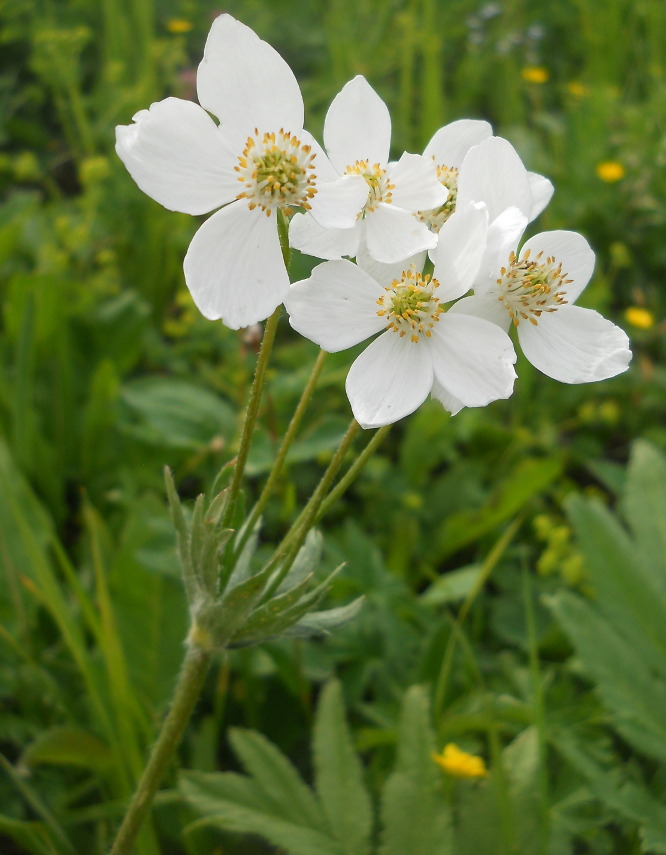 Изображение особи Anemonastrum protractum.