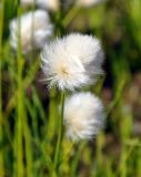 Eriophorum