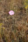 Convolvulus pseudocantabrica. Побег с цветком и бутонами. Южный Казахстан, Сырдарьинский Каратау, р-н перевала Куюк. 30.05.2015.