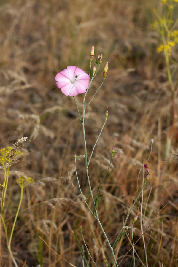 Image of Convolvulus pseudocantabrica specimen.