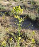 Erysimum czernjajevii