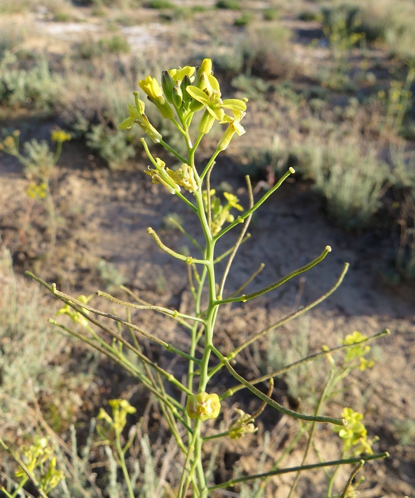 Изображение особи Erysimum czernjajevii.