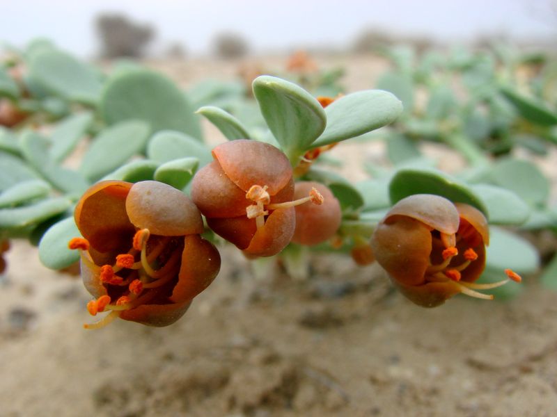 Image of Zygophyllum macrophyllum specimen.