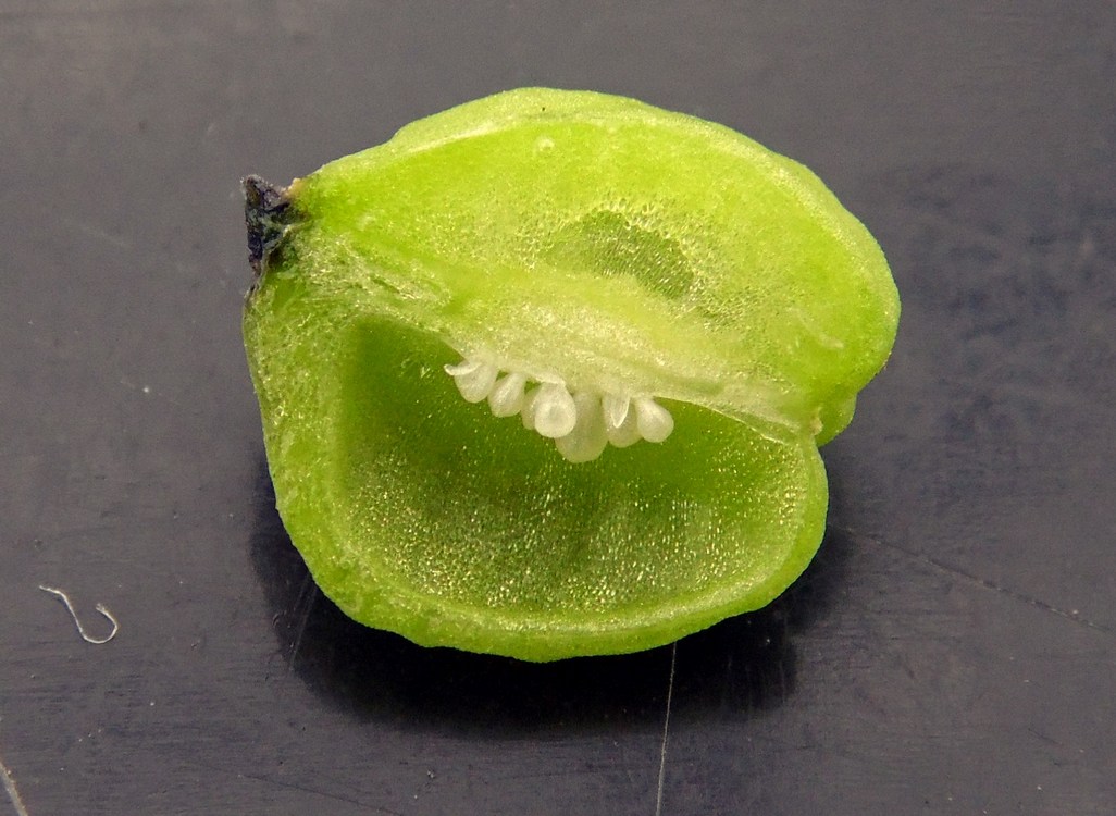 Image of Scilla siberica specimen.