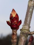 Aesculus hippocastanum. Раскрывающаяся почка. Беларусь, г. Минск, парк Грековой. 08.04.2016.