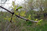 Fraxinus pennsylvanica. Верхушка ветви с пестичными соцветиями и развивающимися побегами. Республика Адыгея, г. Майкоп, восточная окраина города, у неглубокого затопленного оврага. 12.04.2016.