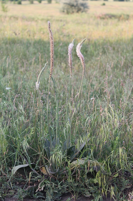 Изображение особи Plantago media.