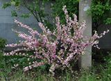 Louiseania triloba