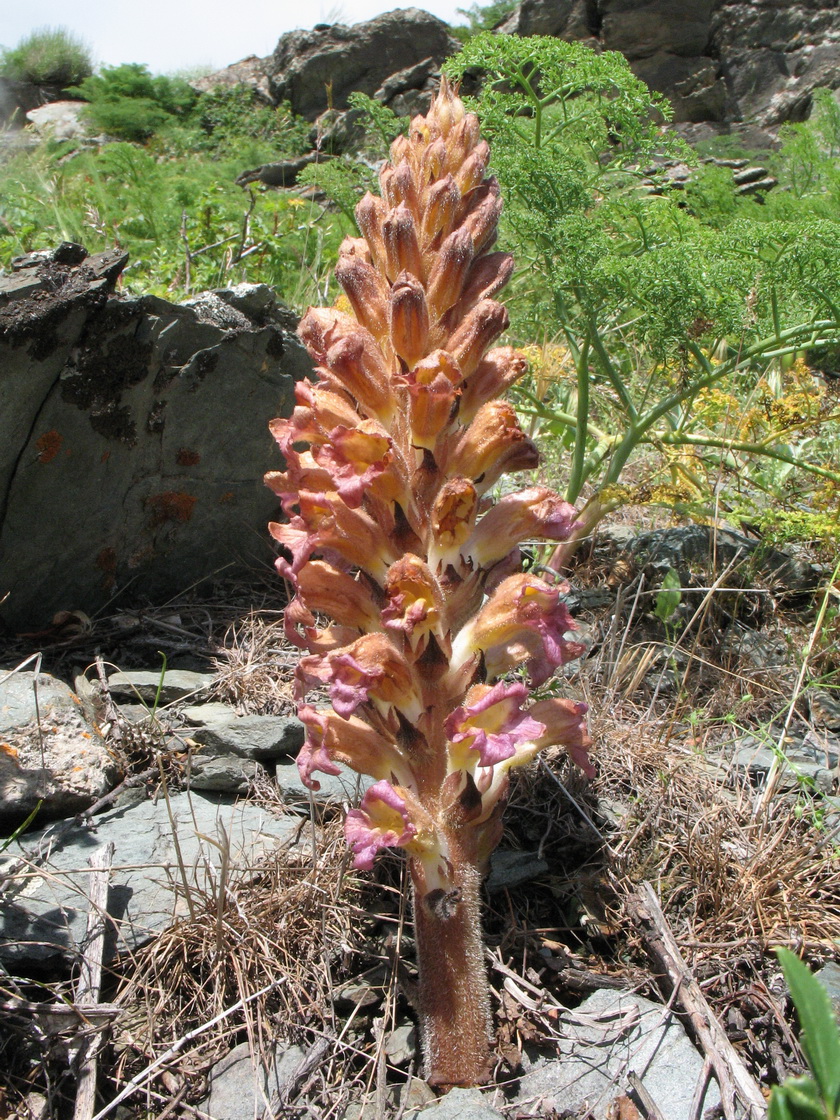 Image of Orobanche gigantea specimen.