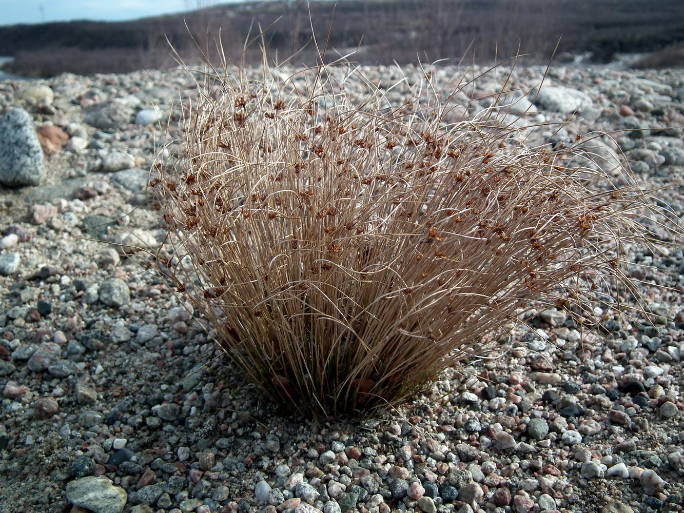 Image of Juncus trifidus specimen.