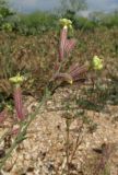Silene thymifolia. Верхушка соцветия. Крым, Арабатская стрелка, сообщество псаммофитов. 19 мая 2016 г.