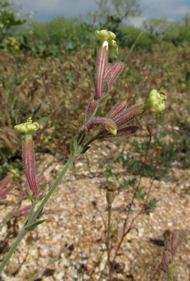 Image of Silene thymifolia specimen.