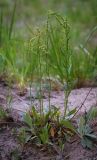 Rumex acetosella. Зацветающее растение. Пермский край, г. Пермь, Кировский р-н, обочина лесной дороги в сосновом бору. 28.05.2016.