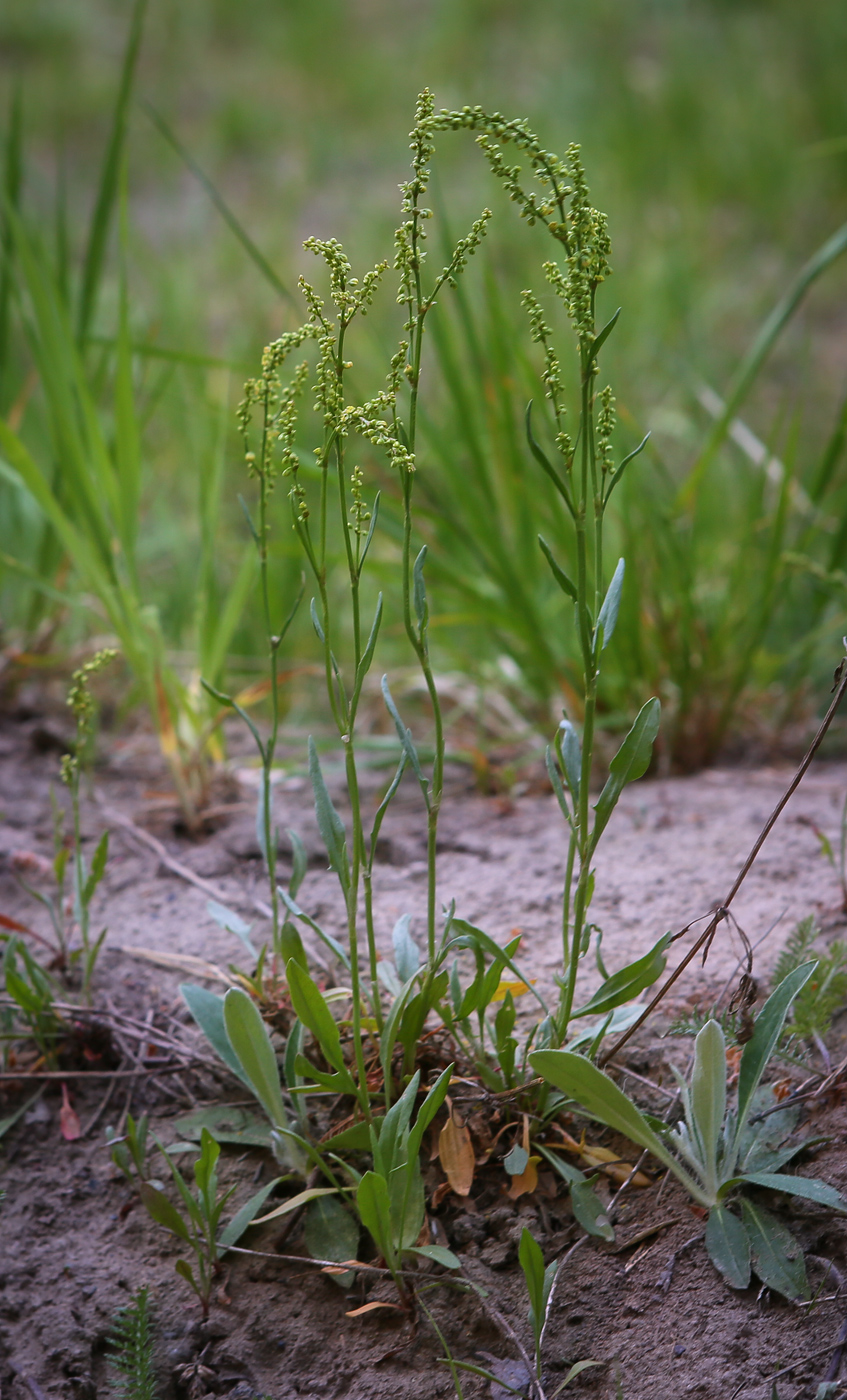 Изображение особи Rumex acetosella.