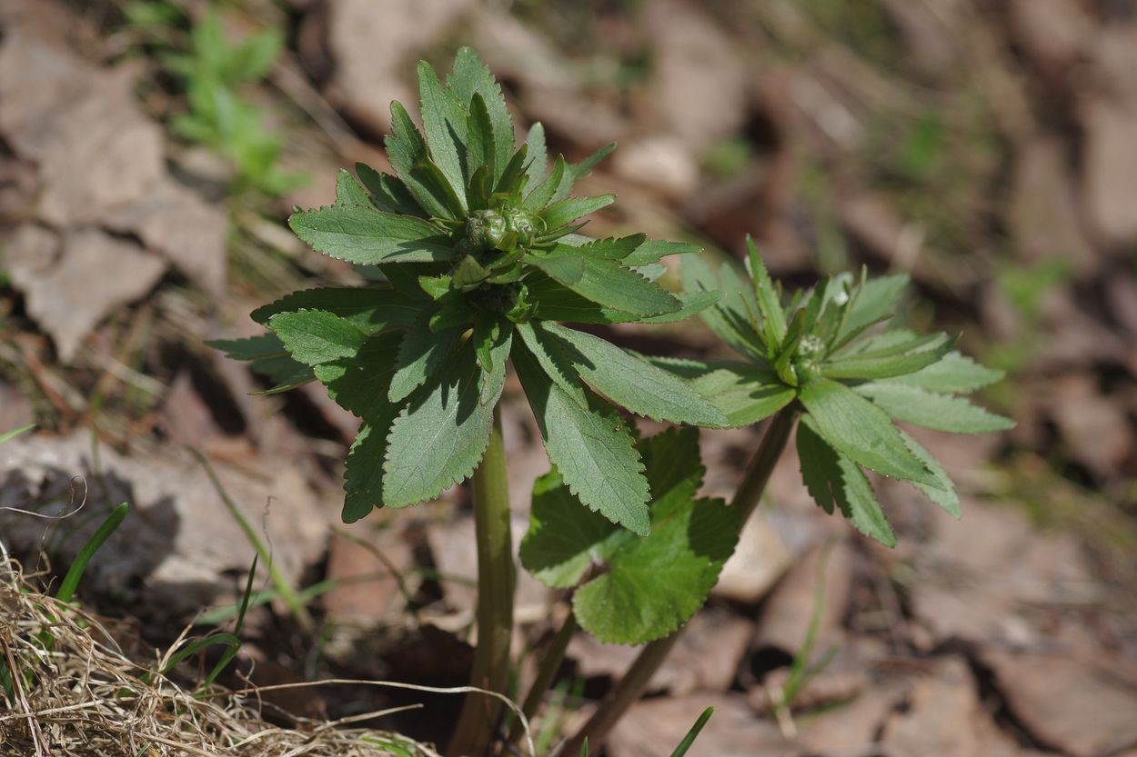 Image of genus Ranunculus specimen.