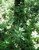 Lilium pilosiusculum. Растение в стадии бутонизации. Белгородская обл., Губкинский р-н, запов. «Белогорье», Ямская степь. 12 июня 2009 г.