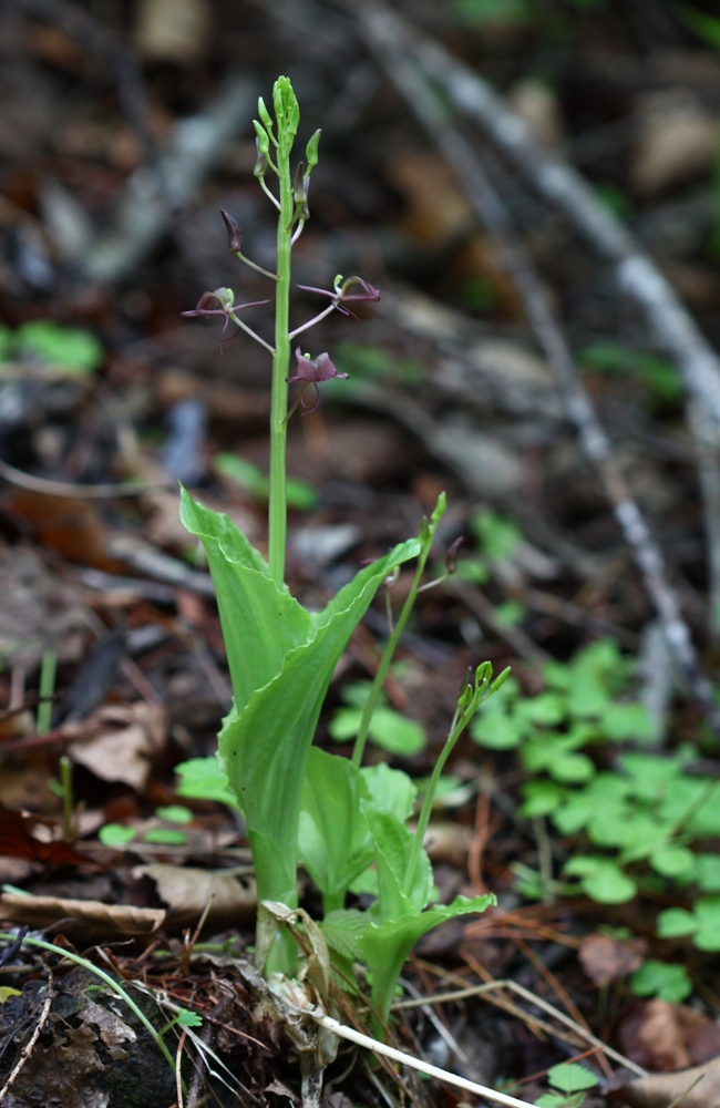 Image of Liparis japonica specimen.