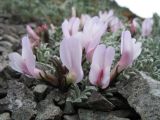 Astragalus heptapotamicus. Цветки и листья. Казахстан, юго-зап. часть Джунгарского Алатау, пер. Алтын-Эмель. 21 апреля 2016 г.