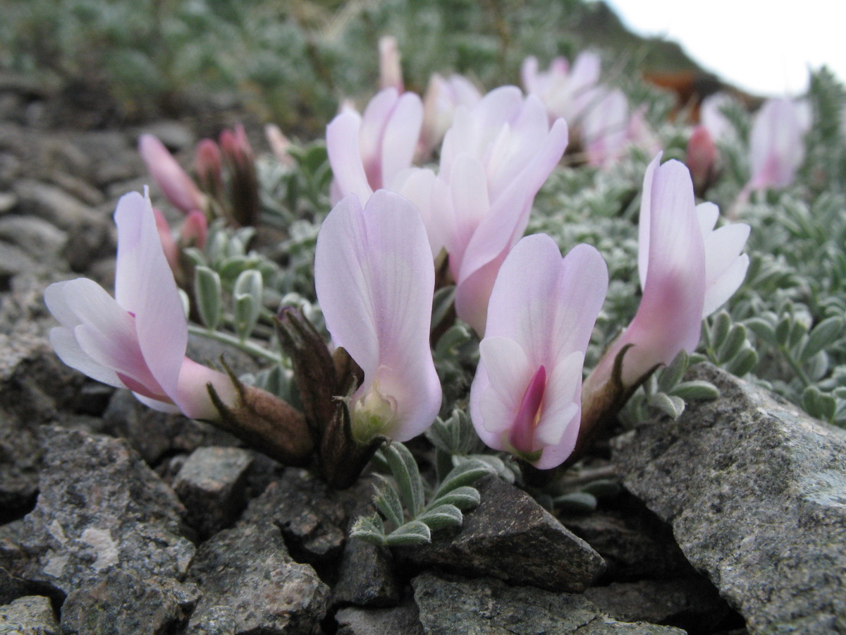 Изображение особи Astragalus heptapotamicus.