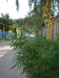 Cannabis sativa var. spontanea