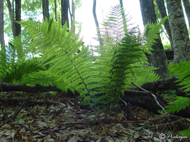 Image of Athyrium filix-femina specimen.