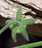 Lindelofia tschimganica