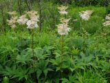 Filipendula palmata. Цветущие растения. Приморье, Находкинский городской округ, окр. пос. Ливадия, поляна у озера. 04.07.2016.