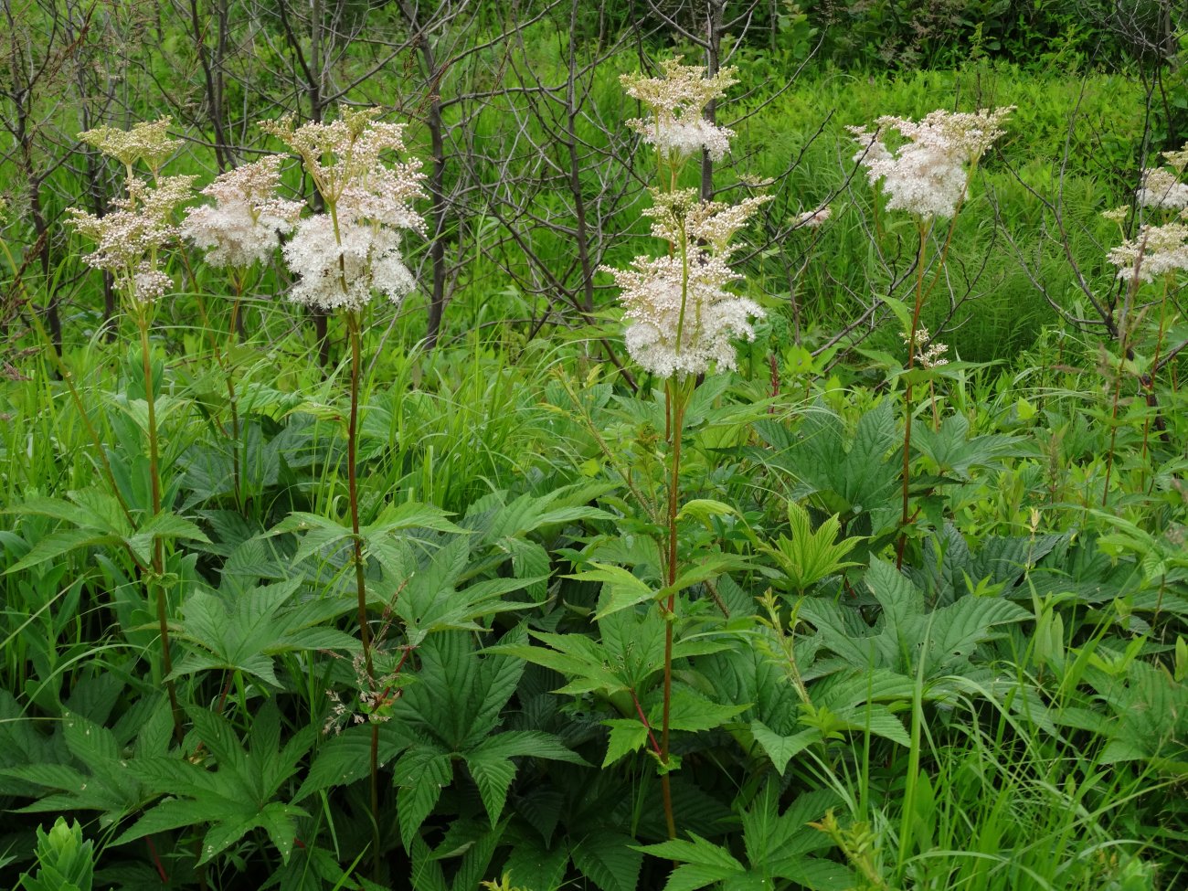 Image of Filipendula palmata specimen.