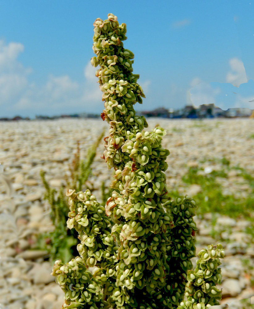 Изображение особи Rumex crispus.