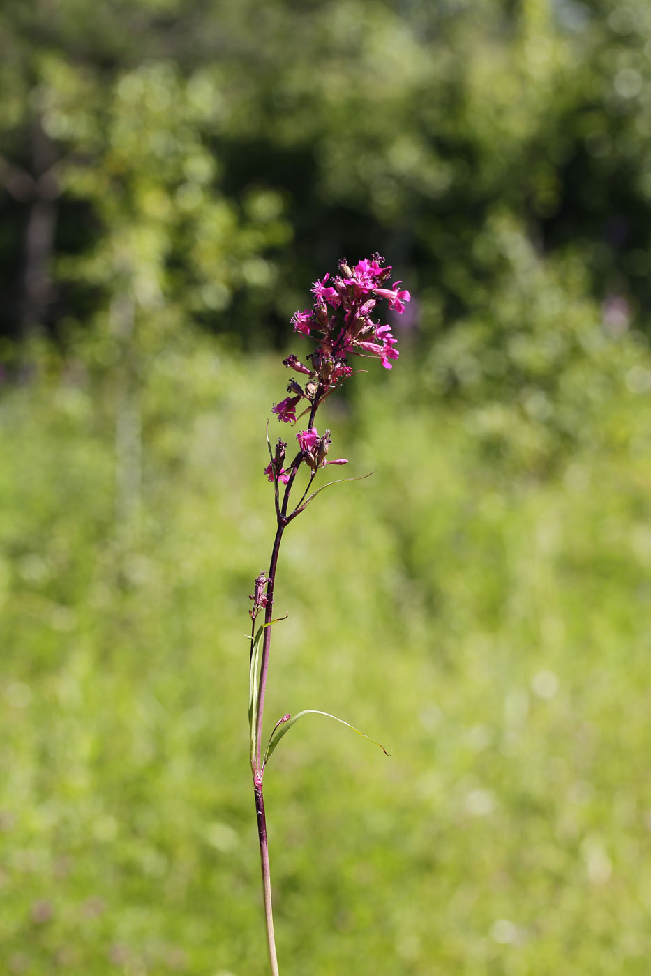 Изображение особи Viscaria vulgaris.