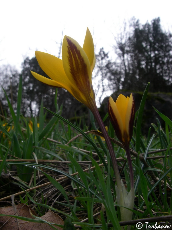 Изображение особи Crocus angustifolius.