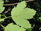 Acer hyrcanum