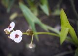 Sagittaria sagittifolia