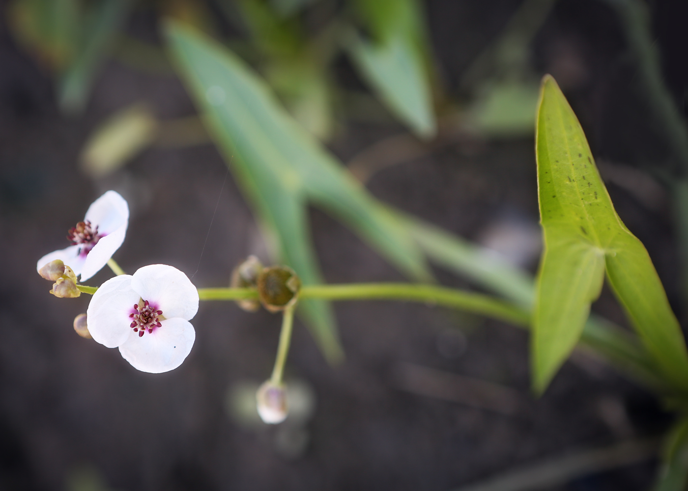 Image of Sagittaria sagittifolia specimen.