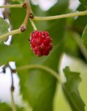 Morus alba. Незрелое соплодие. Ярославская обл, Переяславский р-н, местечко Ботик, садовые участки на горе Гремяч, в культуре. 17.08.2016.