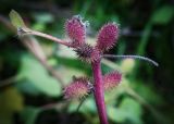 Xanthium orientale