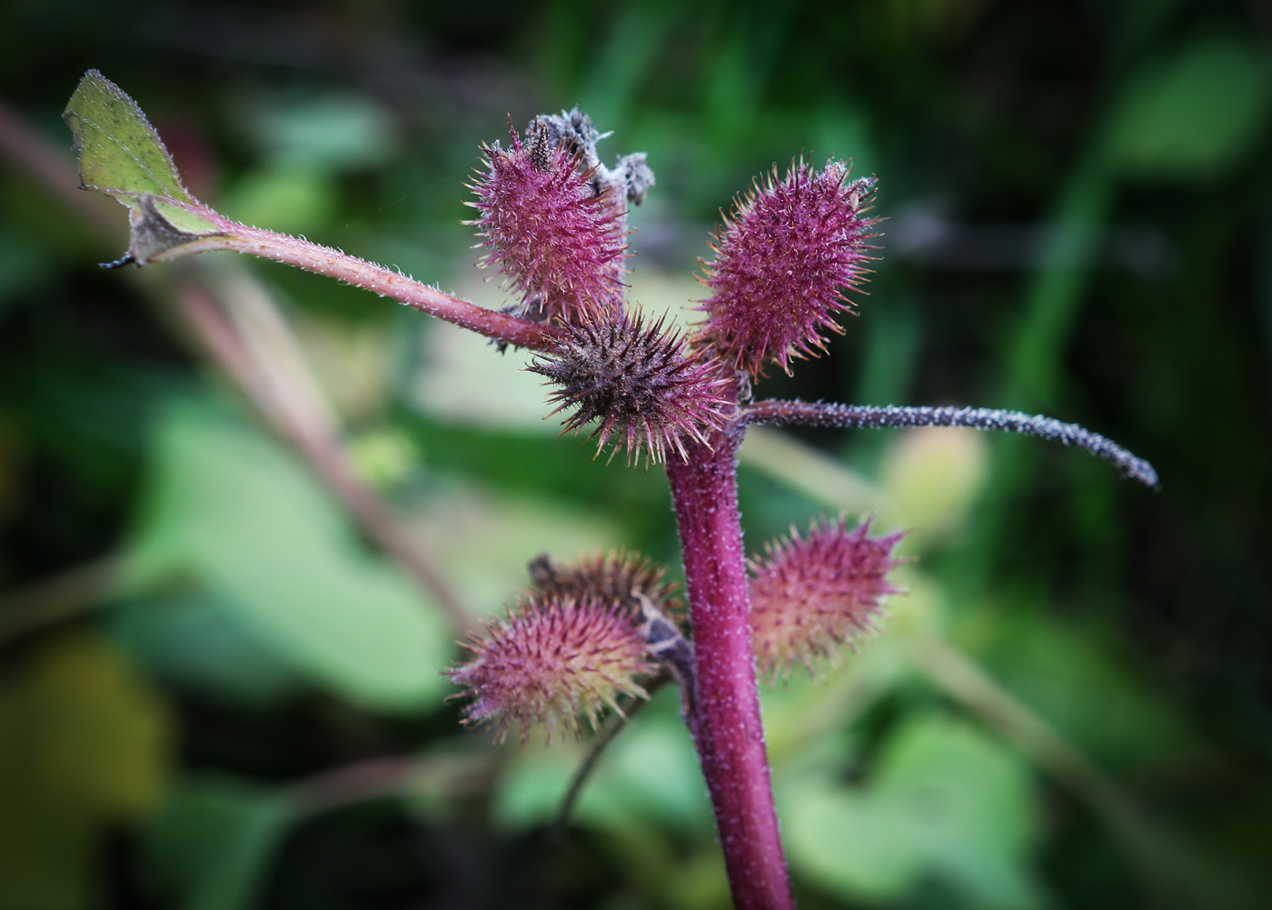 Изображение особи Xanthium orientale.