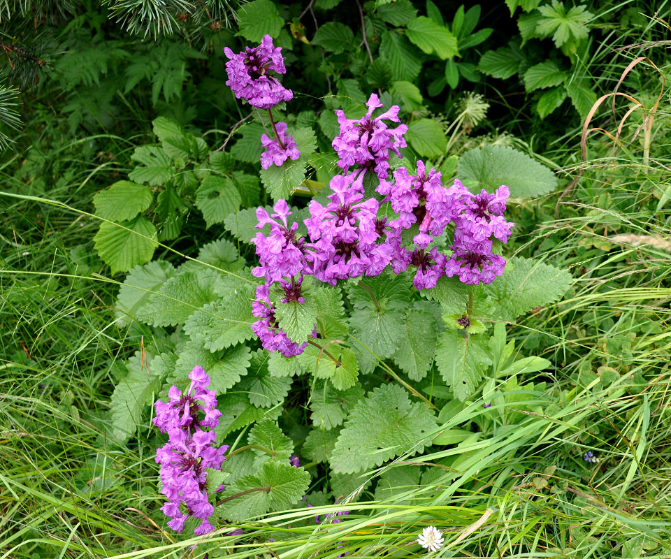 Изображение особи Betonica macrantha.