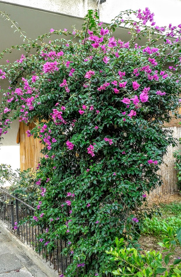 Изображение особи род Bougainvillea.