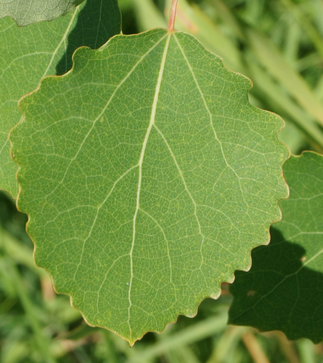 Изображение особи Populus tremula.