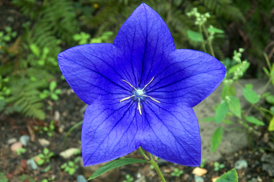 Image of Platycodon grandiflorus specimen.