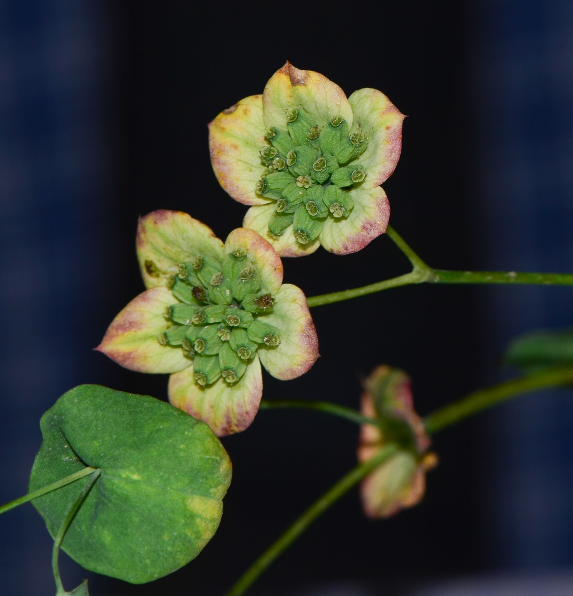 Image of Bupleurum subovatum specimen.