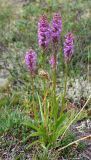 Gymnadenia conopsea