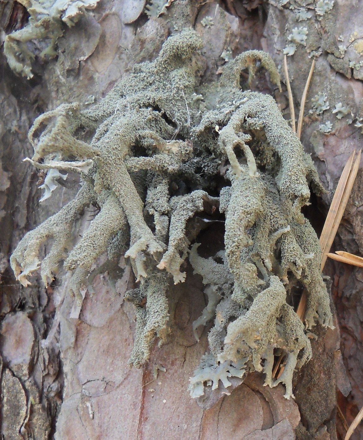 Image of Pseudevernia furfuracea specimen.