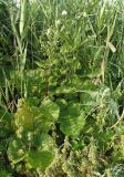 Arctium tomentosum