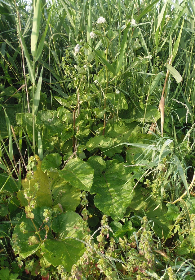 Image of Arctium tomentosum specimen.