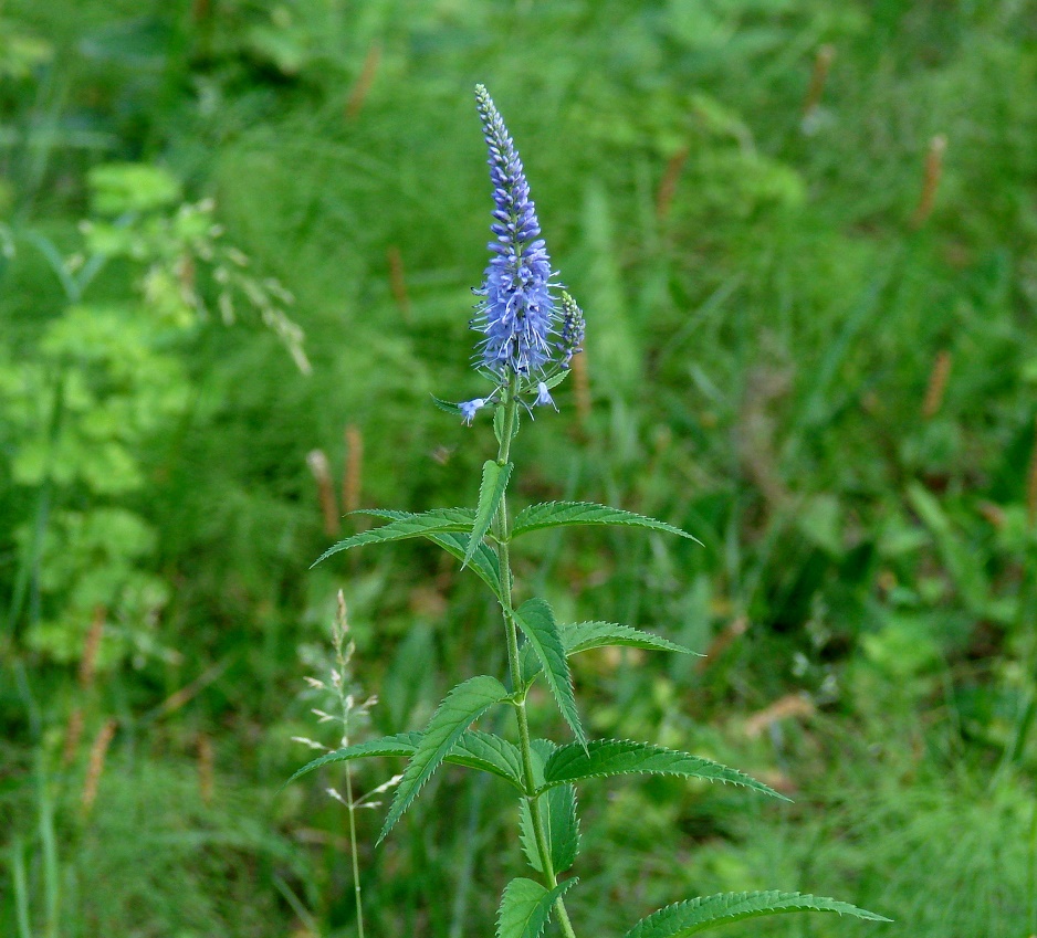 Изображение особи Veronica longifolia.